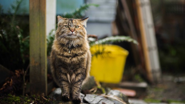 Прикольных котов пост