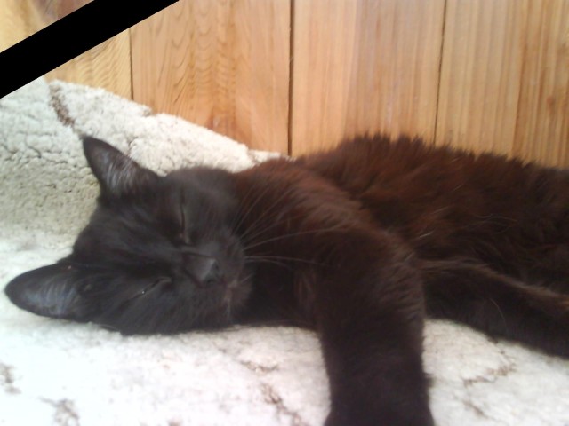 Котомет на вторник (15.04.2008)