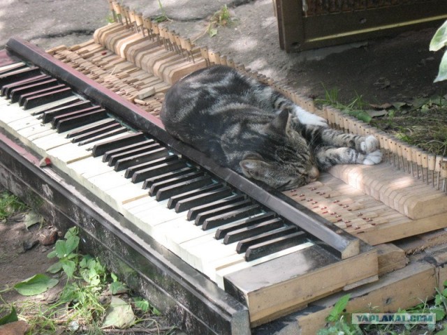 УРРААА ! Котовторник на ЯПлакалъ !