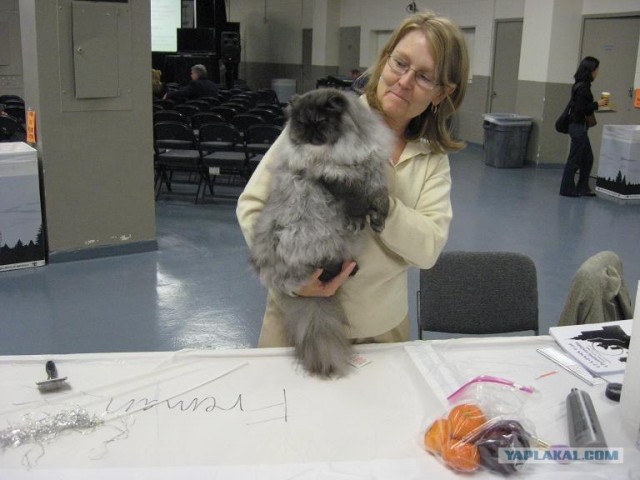 Iams Cat Championship в Нью- Йорке