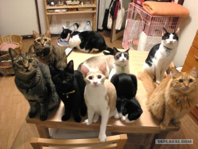 Котовторник (02.06.2009)