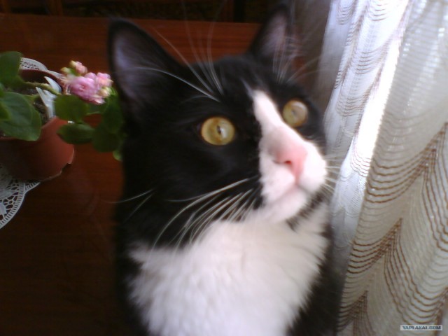 Котовторник 1.02.2011