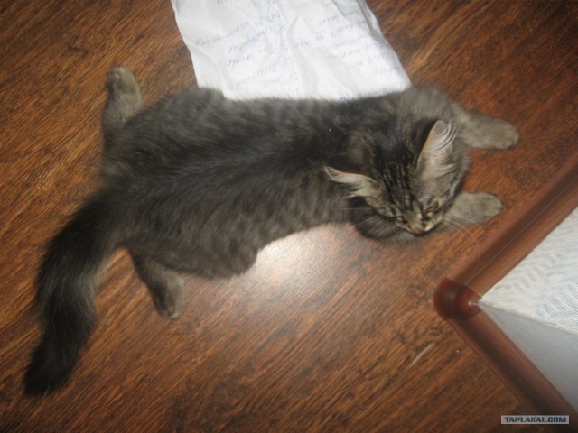 Котовторник! 11.10.11