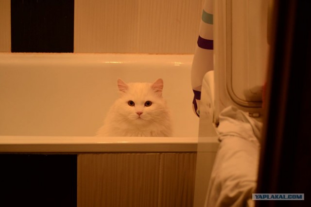 Котовторник!