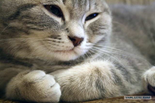 Котовторник (21.02.2012)