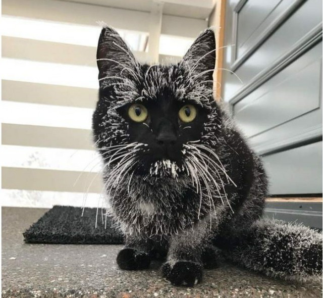 Прикольных котов пост
