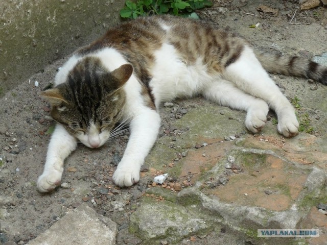Котовторник  от 3.04.2012