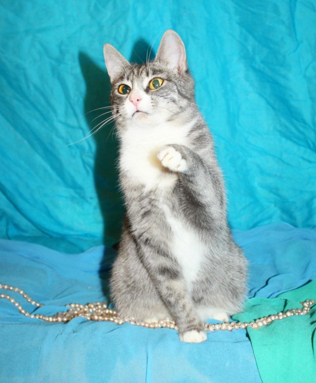 Прикольных котов пост
