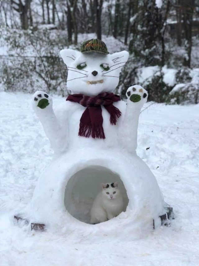 Прикольных котов пост