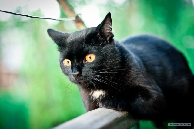 Котовторник 29.05.2012