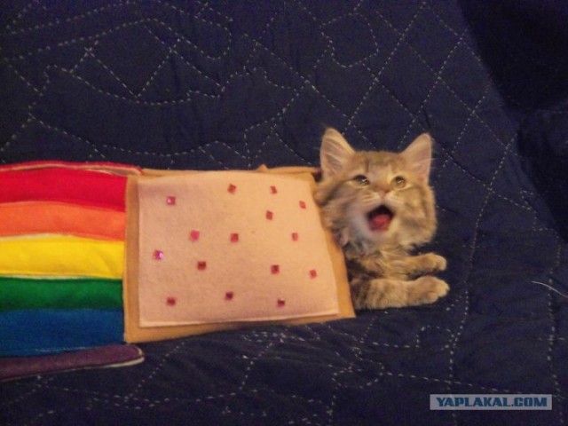 Все же знают этого кота?