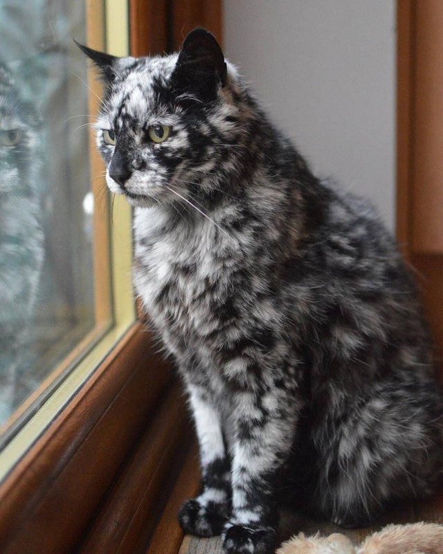 Прикольных котов пост
