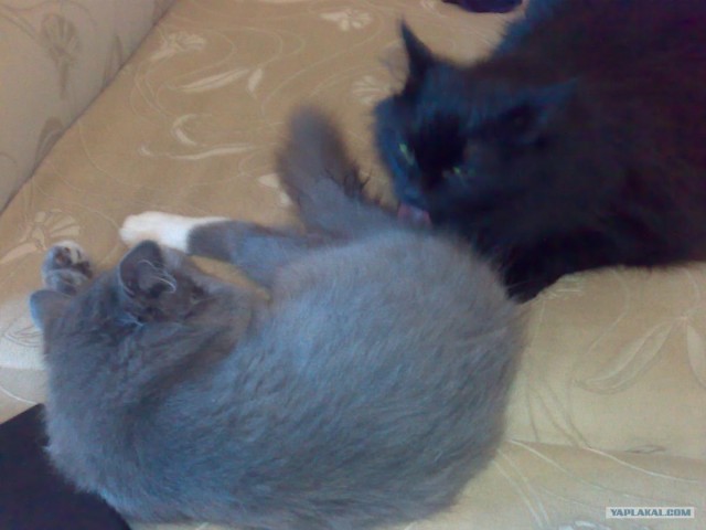 Котовторник  14.08.2012.