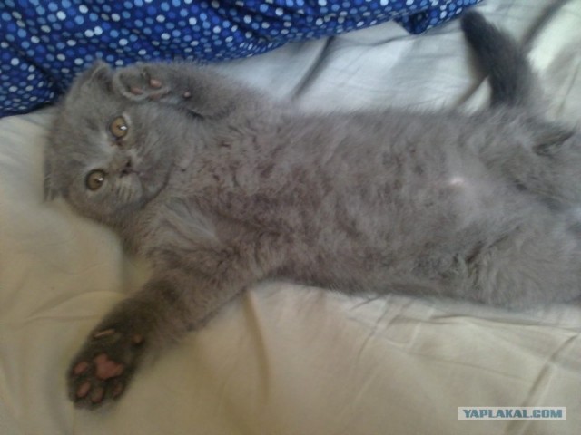 Котовторник  28.08.12