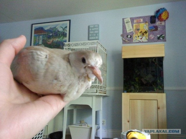 Как растут голуби