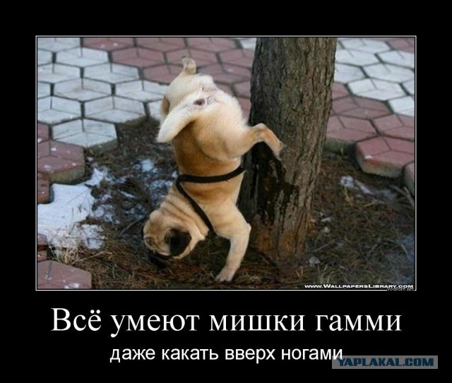 Туалет на даче (почти квартира-студия)