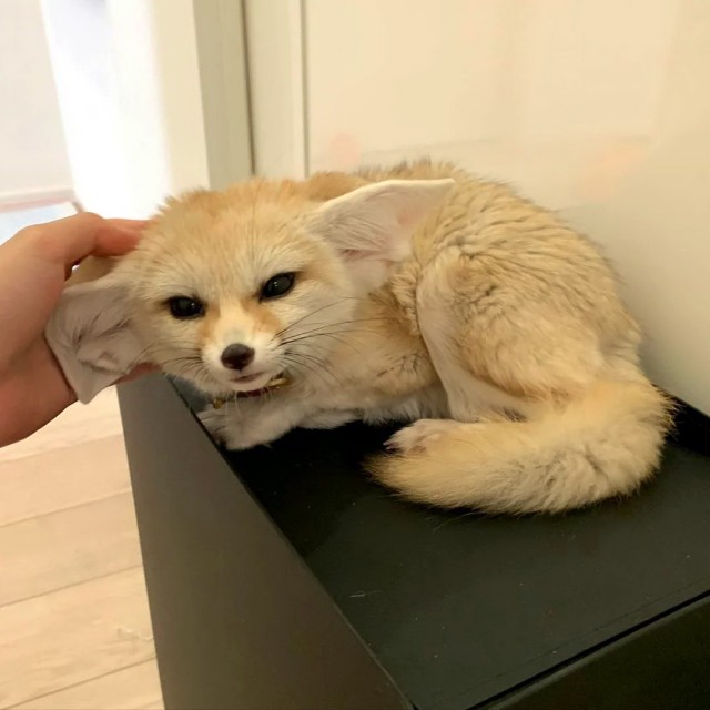 Живность из сети
