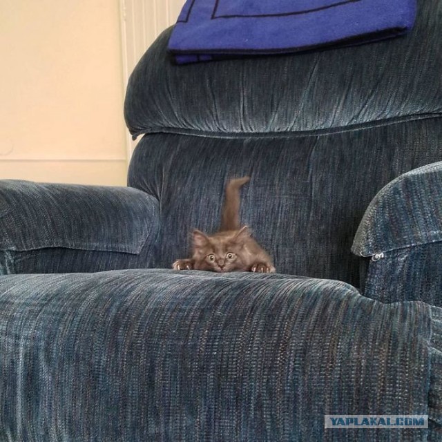Котовторник?! Коты во вторник!