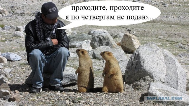 Сурки-гопники