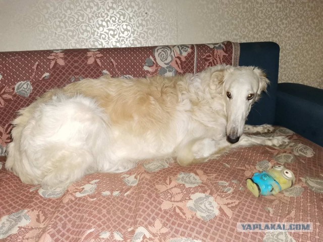 Международный день домашних животных