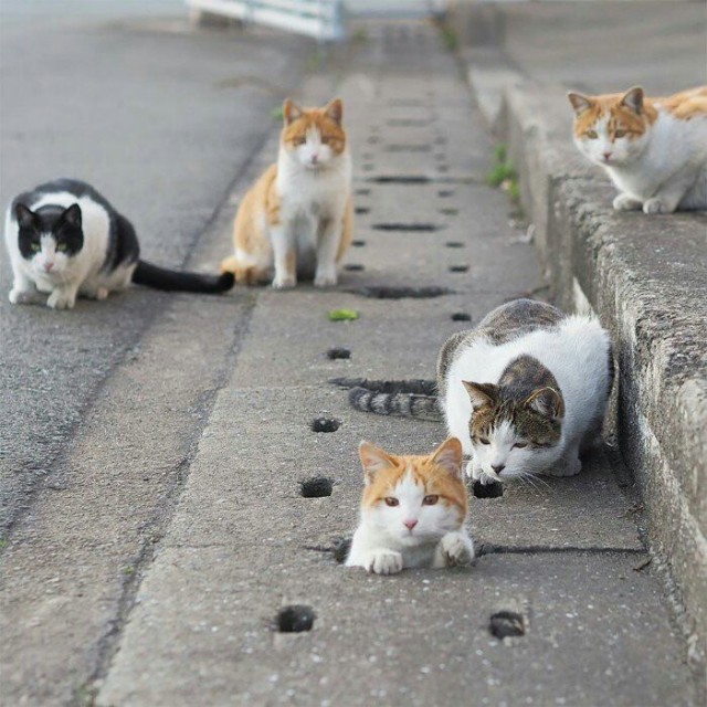 Уличные котаны