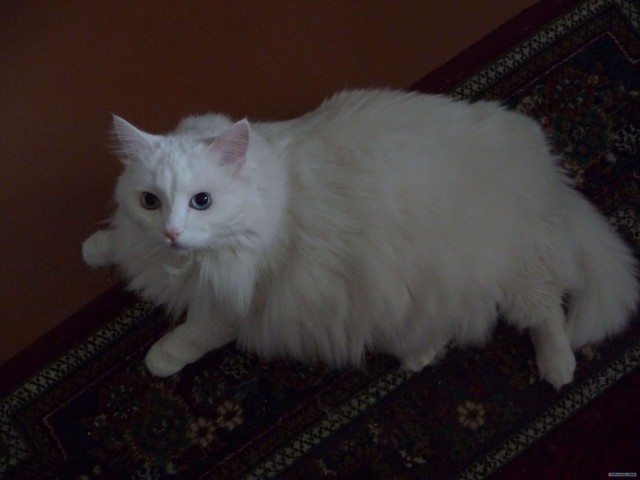 Кот, который предпочитает падать оригинально!