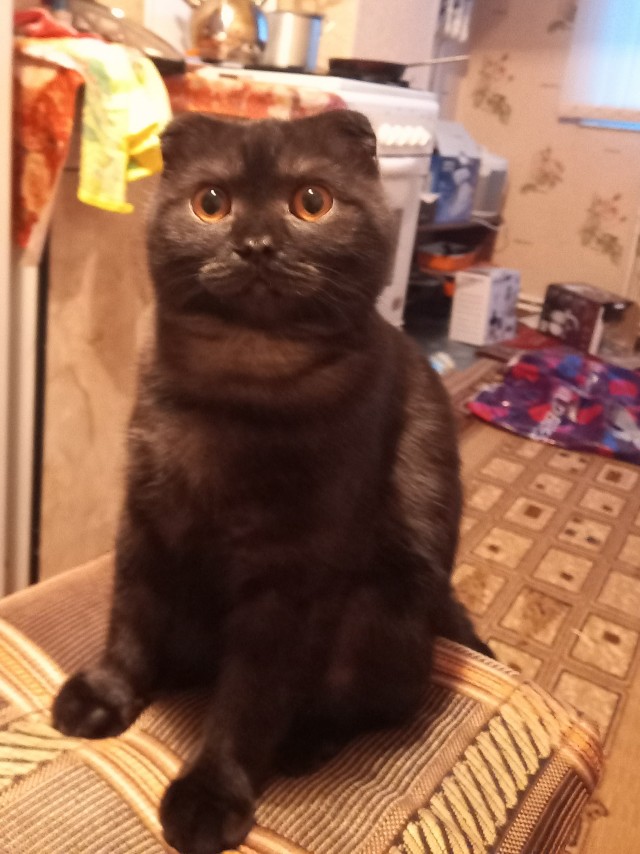 Даешь котовторник!