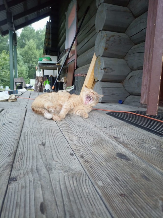 Погнали! С котовторником, други!