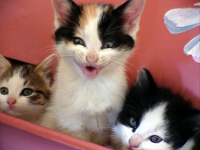 Котовторник так котовторник