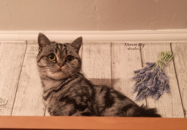 Вторник. Котэ. Пора