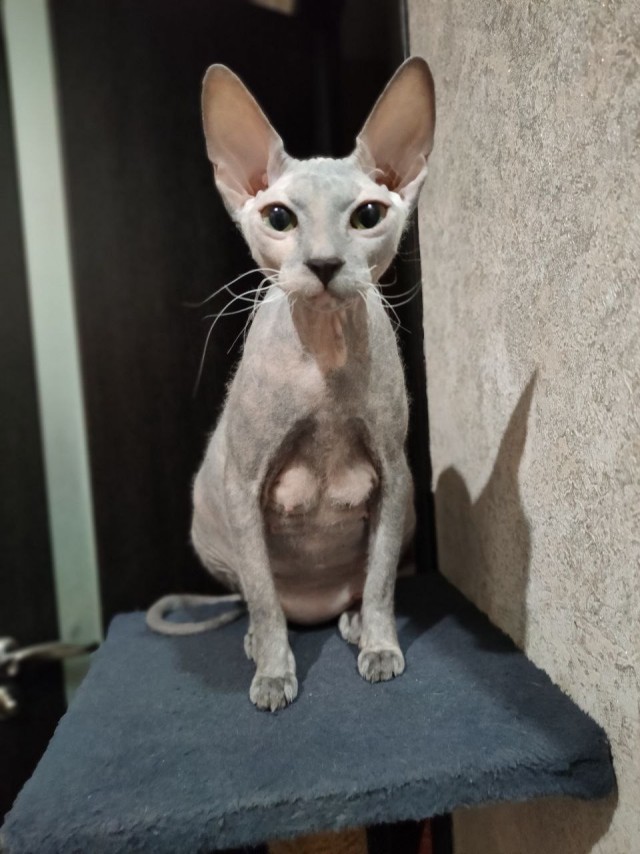 Котовторник 21.12.21