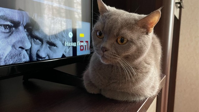 МИРУ - МИР ! Котикам - котовторник !