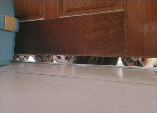 Забавные и милые котейки