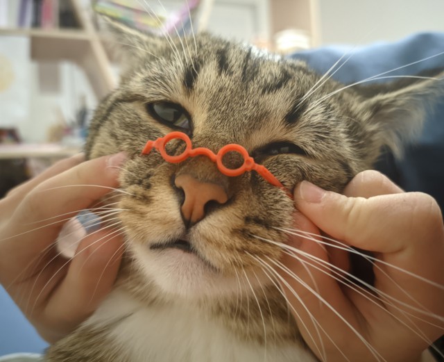 Котовторник ведь начался!