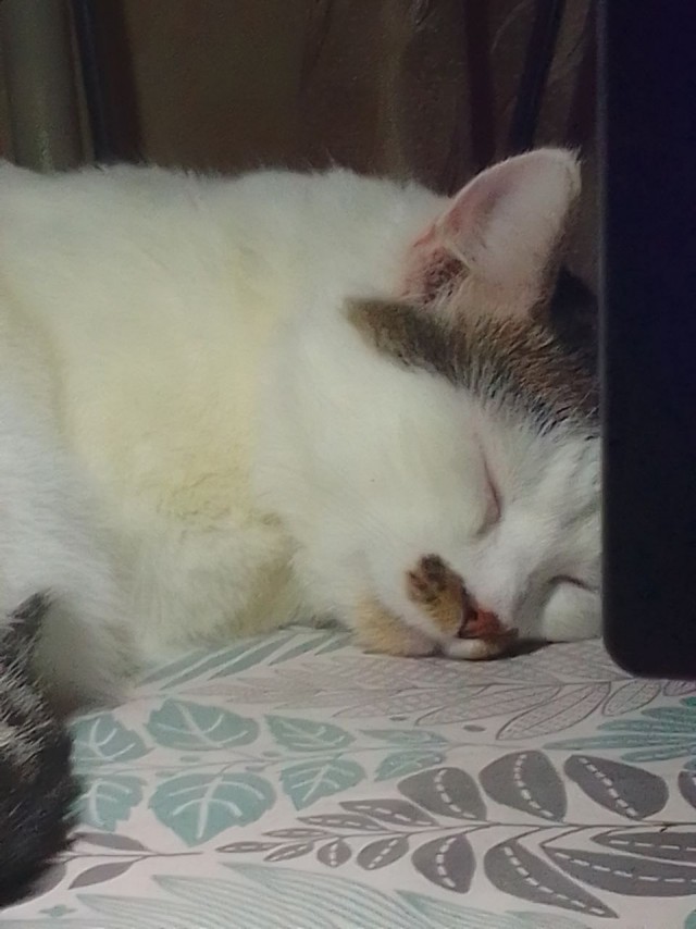 Кот д’Ивуар