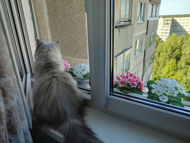 Пройдемся по котикам?!