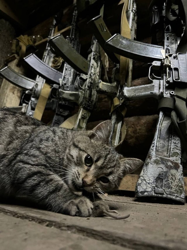 Кот на боевых