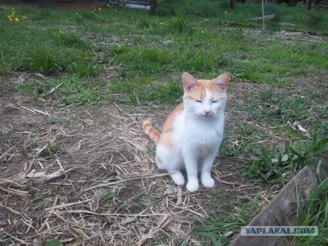 Жизнь домашнего приюта для котеек 445