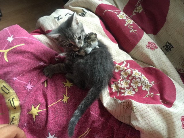 Где коты свернули не туда?