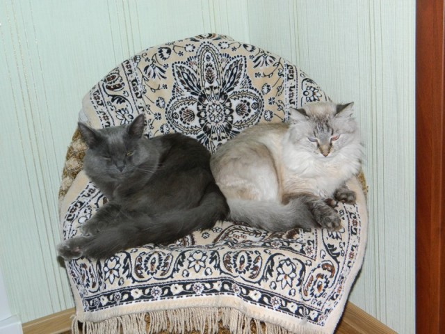 Котовторник 16.04.2013