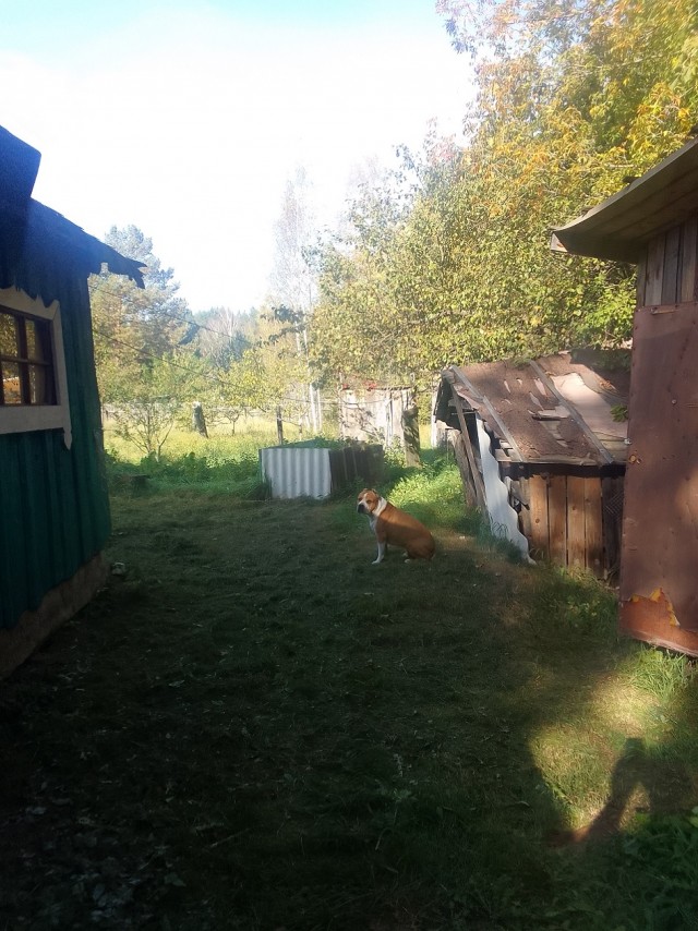 История одного котенка