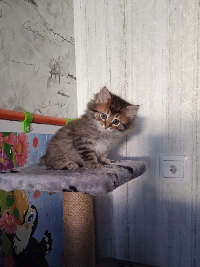 Котовторник