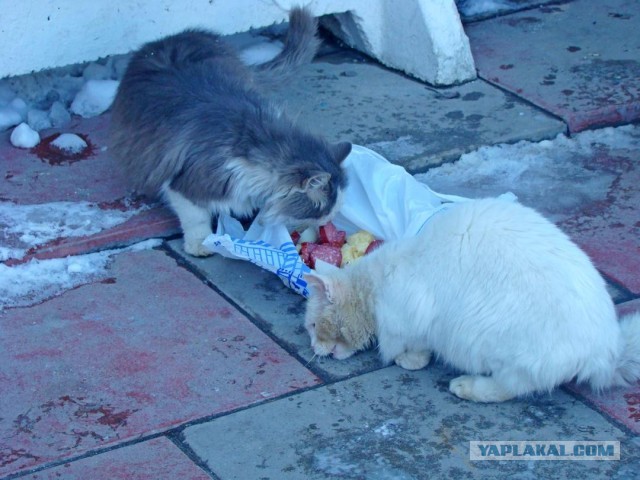 Котовторник 30.04.2013