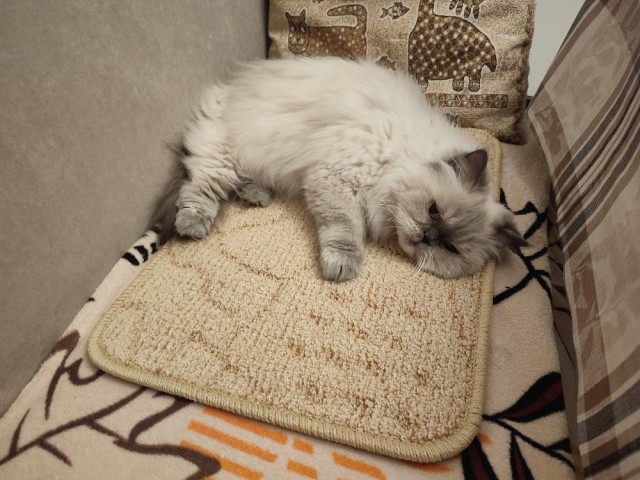 Московская пенсионерка сгорела заживо под китайским одеялом с подогревом, который купила на AliExpress