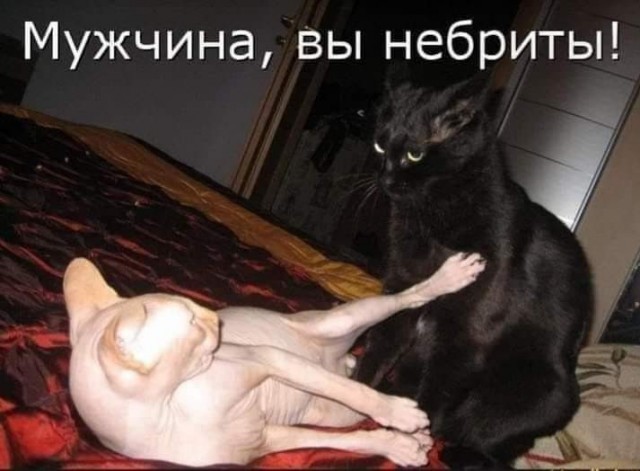 Кот слушает сообщение по вотсапу от мамы