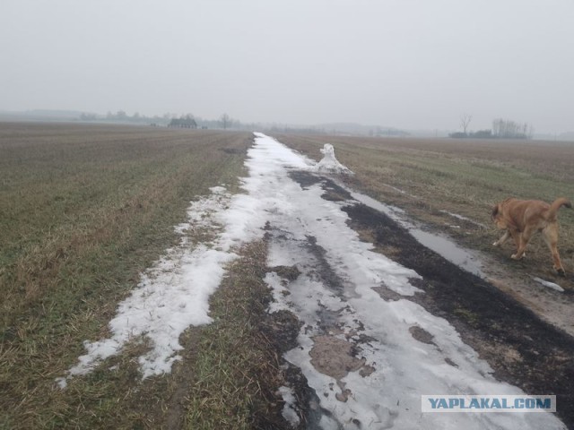 Жизнь домашнего приюта для котеек 483
