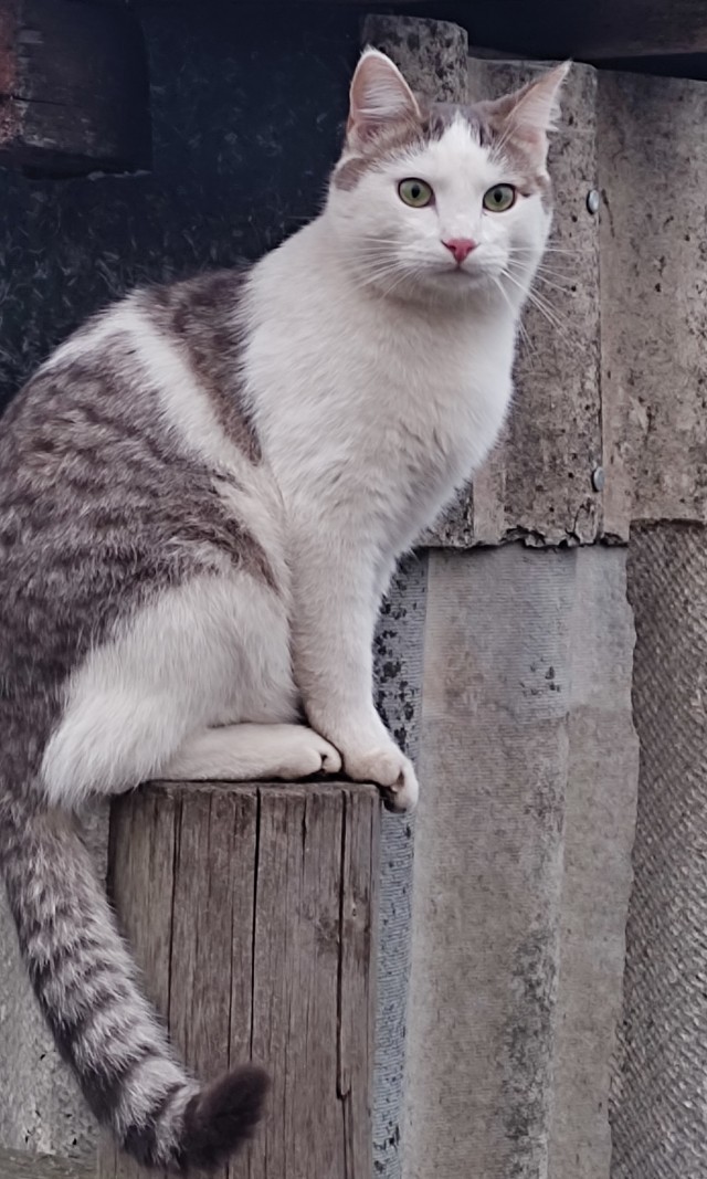 Мой котовторник