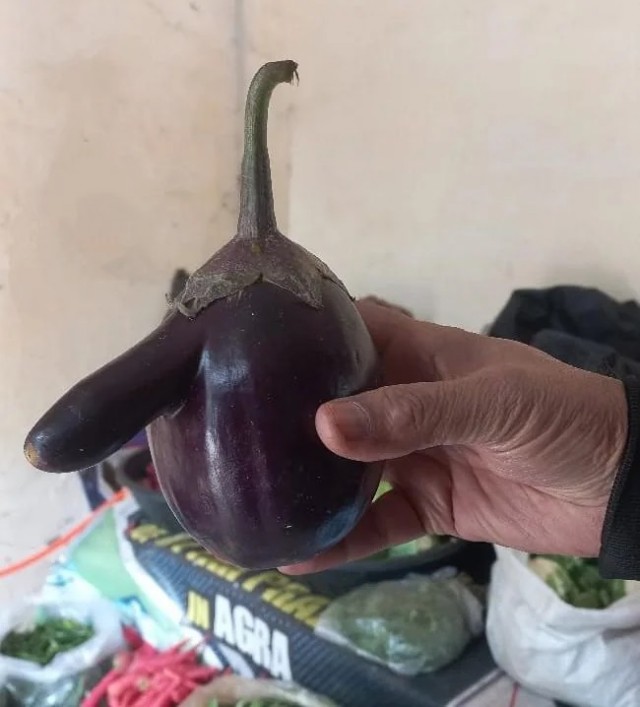 Кто хочет баклаЖанну?