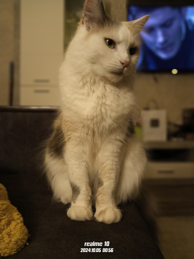 Принимайте в клуб! Котовторник же