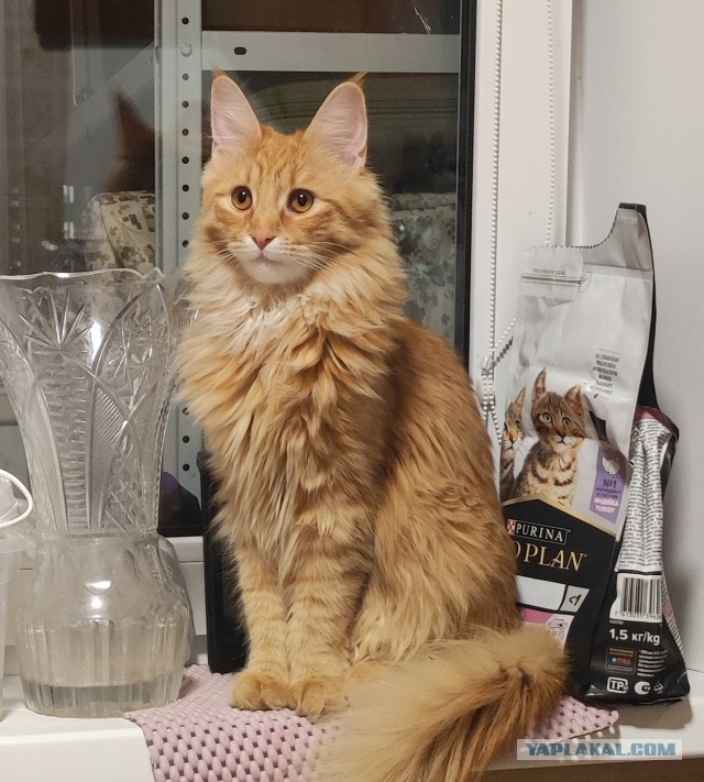 Мой кот